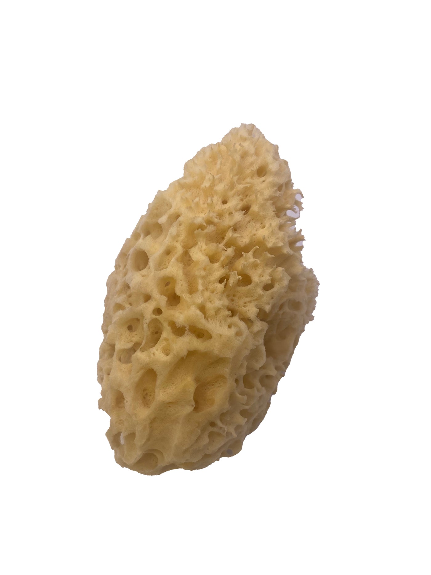 Natural Sponge Honeycomb from Kalymnos 5.0 - 5.5 inches